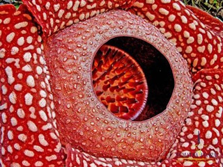 Những loài hoa kỳ lạ - 2