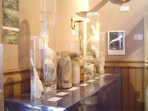 Những bảo tàng kỳ quặc nhất thế giới - 4