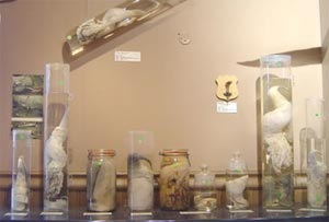 Những bảo tàng kỳ quặc nhất thế giới - 7