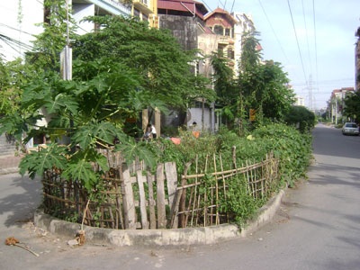 “Sáng kiến” trồng rau trên... dải phân cách - 1