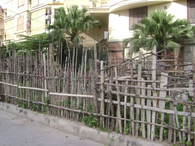 “Sáng kiến” trồng rau trên... dải phân cách - 2