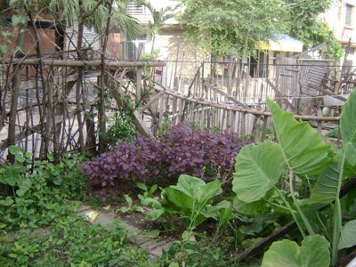 “Sáng kiến” trồng rau trên... dải phân cách - 11