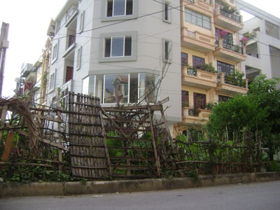 “Sáng kiến” trồng rau trên... dải phân cách - 6