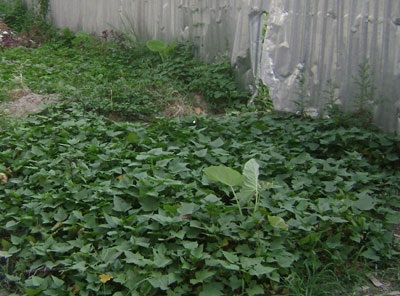 “Sáng kiến” trồng rau trên... dải phân cách - 5