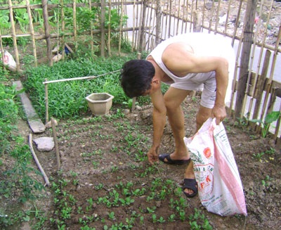 “Sáng kiến” trồng rau trên... dải phân cách - 7