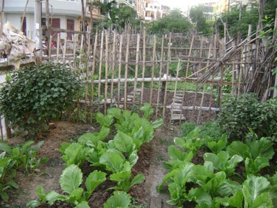 “Sáng kiến” trồng rau trên... dải phân cách - 10