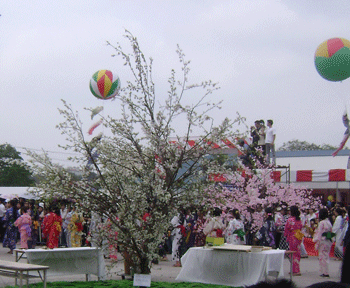 Lễ hội hoa anh đào và những hình ảnh chưa đẹp - 3 Lễ hội hoa anh đào và những hình ảnh chưa đẹp - 3