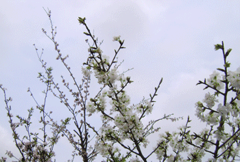 Lễ hội hoa anh đào và những hình ảnh chưa đẹp - 9 Lễ hội hoa anh đào và những hình ảnh chưa đẹp - 9