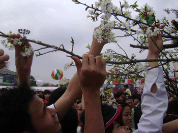 Lễ hội hoa anh đào và những hình ảnh chưa đẹp - 11 Lễ hội hoa anh đào và những hình ảnh chưa đẹp - 11