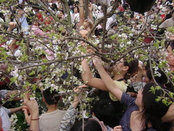 Lễ hội hoa anh đào và những hình ảnh chưa đẹp - 14 Lễ hội hoa anh đào và những hình ảnh chưa đẹp - 14