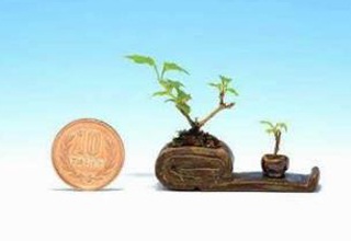 Chùm ảnh: Những bonsai siêu nhỏ - 22 Chùm ảnh: Những bonsai siêu nhỏ - 22