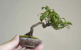 Chùm ảnh: Những bonsai siêu nhỏ - 1 Chùm ảnh: Những bonsai siêu nhỏ - 1