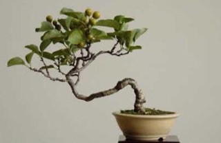 Chùm ảnh: Những bonsai siêu nhỏ - 2 Chùm ảnh: Những bonsai siêu nhỏ - 2