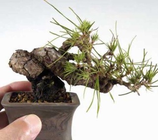 Chùm ảnh: Những bonsai siêu nhỏ - 3 Chùm ảnh: Những bonsai siêu nhỏ - 3