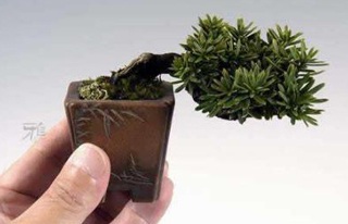 Chùm ảnh: Những bonsai siêu nhỏ - 4 Chùm ảnh: Những bonsai siêu nhỏ - 4