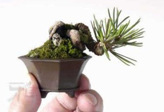 Chùm ảnh: Những bonsai siêu nhỏ - 5 Chùm ảnh: Những bonsai siêu nhỏ - 5