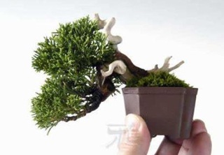 Chùm ảnh: Những bonsai siêu nhỏ - 6 Chùm ảnh: Những bonsai siêu nhỏ - 6