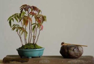 Chùm ảnh: Những bonsai siêu nhỏ - 7 Chùm ảnh: Những bonsai siêu nhỏ - 7