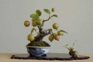 Chùm ảnh: Những bonsai siêu nhỏ - 8 Chùm ảnh: Những bonsai siêu nhỏ - 8