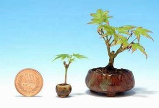 Chùm ảnh: Những bonsai siêu nhỏ - 9 Chùm ảnh: Những bonsai siêu nhỏ - 9