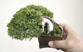 Chùm ảnh: Những bonsai siêu nhỏ - 10 Chùm ảnh: Những bonsai siêu nhỏ - 10