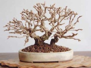 Chùm ảnh: Những bonsai siêu nhỏ - 11 Chùm ảnh: Những bonsai siêu nhỏ - 11