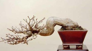 Chùm ảnh: Những bonsai siêu nhỏ - 12 Chùm ảnh: Những bonsai siêu nhỏ - 12