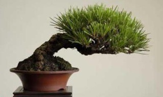 Chùm ảnh: Những bonsai siêu nhỏ - 13 Chùm ảnh: Những bonsai siêu nhỏ - 13