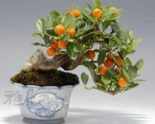 Chùm ảnh: Những bonsai siêu nhỏ - 15 Chùm ảnh: Những bonsai siêu nhỏ - 15