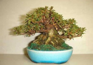 Chùm ảnh: Những bonsai siêu nhỏ - 16 Chùm ảnh: Những bonsai siêu nhỏ - 16