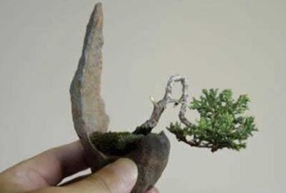 Chùm ảnh: Những bonsai siêu nhỏ - 17 Chùm ảnh: Những bonsai siêu nhỏ - 17