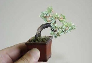 Chùm ảnh: Những bonsai siêu nhỏ - 18 Chùm ảnh: Những bonsai siêu nhỏ - 18