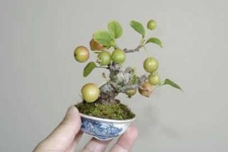 Chùm ảnh: Những bonsai siêu nhỏ - 19 Chùm ảnh: Những bonsai siêu nhỏ - 19