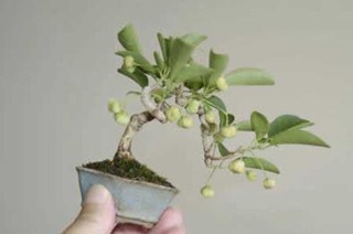 Chùm ảnh: Những bonsai siêu nhỏ - 20 Chùm ảnh: Những bonsai siêu nhỏ - 20