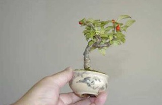 Chùm ảnh: Những bonsai siêu nhỏ - 21 Chùm ảnh: Những bonsai siêu nhỏ - 21