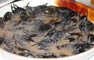 Thực đơn dựng tóc gáy - 1 Thực đơn dựng tóc gáy - 1
