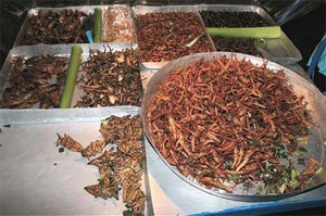 Thực đơn dựng tóc gáy - 8 Thực đơn dựng tóc gáy - 8
