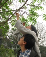 Tháng 3 về, náo nức hội hoa sưa - 1