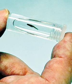 Những con vật nhỏ bé nhất thế giới - 3