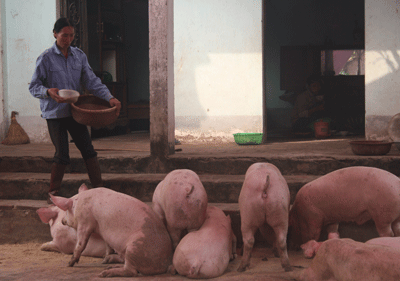 Sau lụt, lợn được... ở nhà tầng - 2 Sau lụt, lợn được... ở nhà tầng - 2