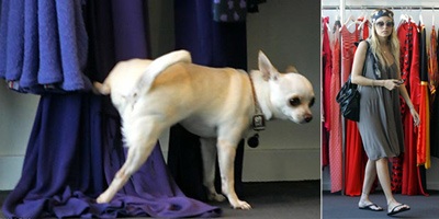 Cún cưng của Nicole “chơi khó” cô chủ - 1 Cún cưng của Nicole “chơi khó” cô chủ - 1