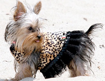 Paris Hilton mặc “đồng phục” với... cún cưng - 1