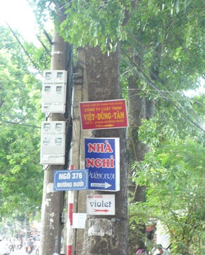 “Kiếp nạn” của cây xanh trên đường Bưởi - 2 “Kiếp nạn” của cây xanh trên đường Bưởi - 2