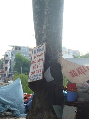 “Kiếp nạn” của cây xanh trên đường Bưởi - 12 “Kiếp nạn” của cây xanh trên đường Bưởi - 12