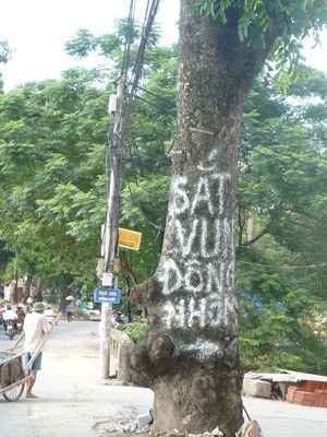 “Kiếp nạn” của cây xanh trên đường Bưởi - 11 “Kiếp nạn” của cây xanh trên đường Bưởi - 11