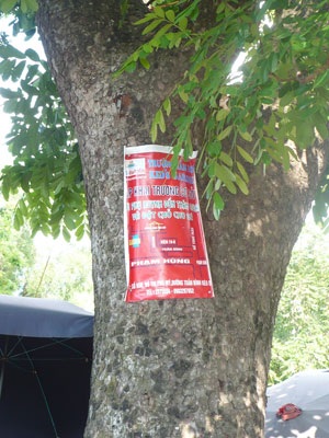 “Kiếp nạn” của cây xanh trên đường Bưởi - 5 “Kiếp nạn” của cây xanh trên đường Bưởi - 5