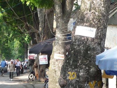 “Kiếp nạn” của cây xanh trên đường Bưởi - 1 “Kiếp nạn” của cây xanh trên đường Bưởi - 1