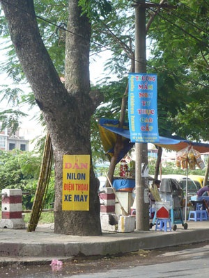 “Kiếp nạn” của cây xanh trên đường Bưởi - 6 “Kiếp nạn” của cây xanh trên đường Bưởi - 6