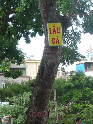 “Kiếp nạn” của cây xanh trên đường Bưởi - 7 “Kiếp nạn” của cây xanh trên đường Bưởi - 7