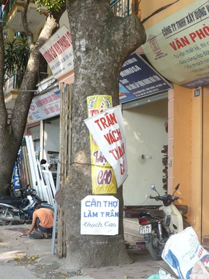 “Kiếp nạn” của cây xanh trên đường Bưởi - 8 “Kiếp nạn” của cây xanh trên đường Bưởi - 8